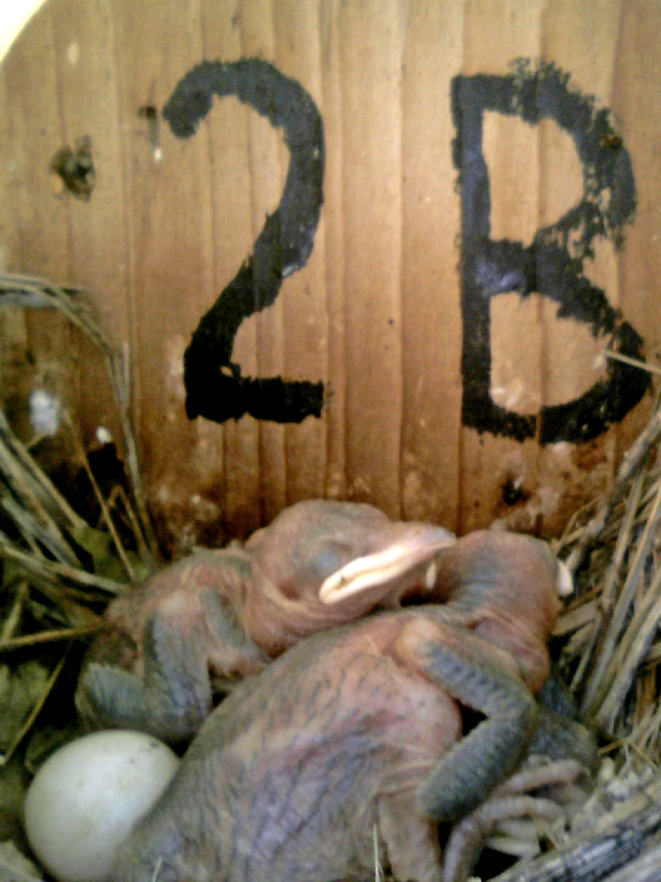 OPAS 2B
